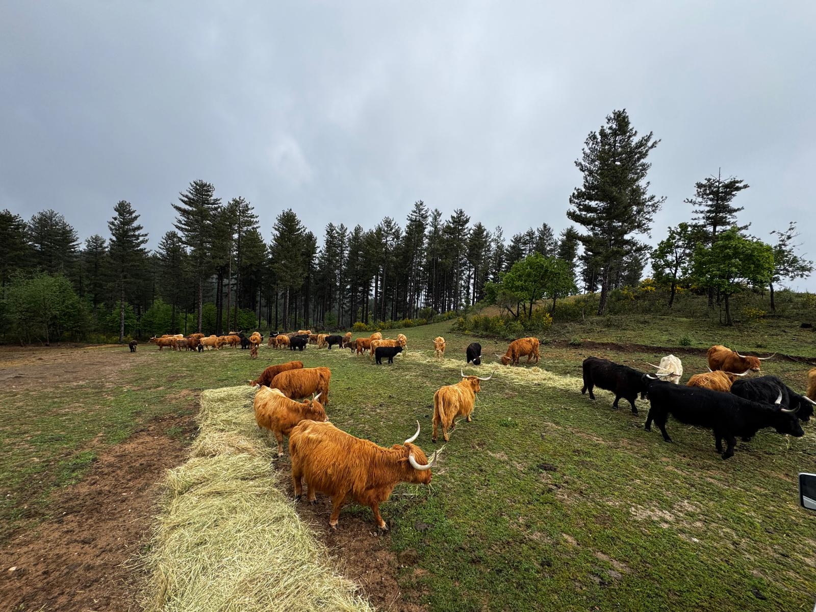 Highland Scozzesi - Qualità genetica